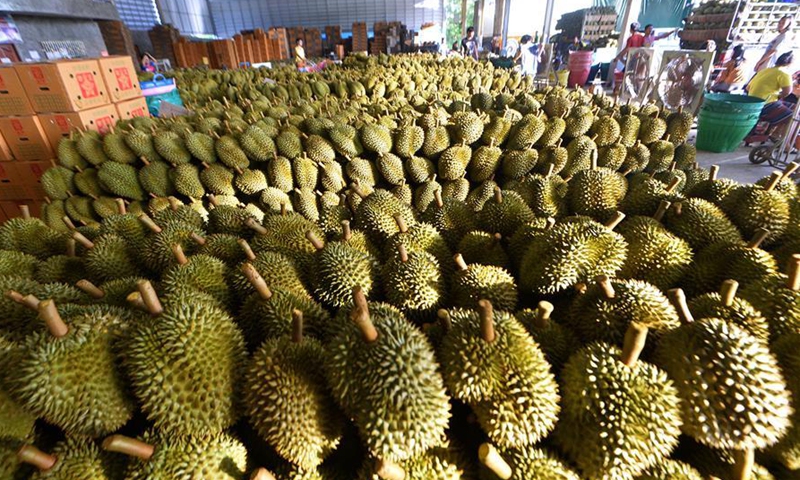 People Transport Newly Picked Durians In Chanthaburi Province Thailand