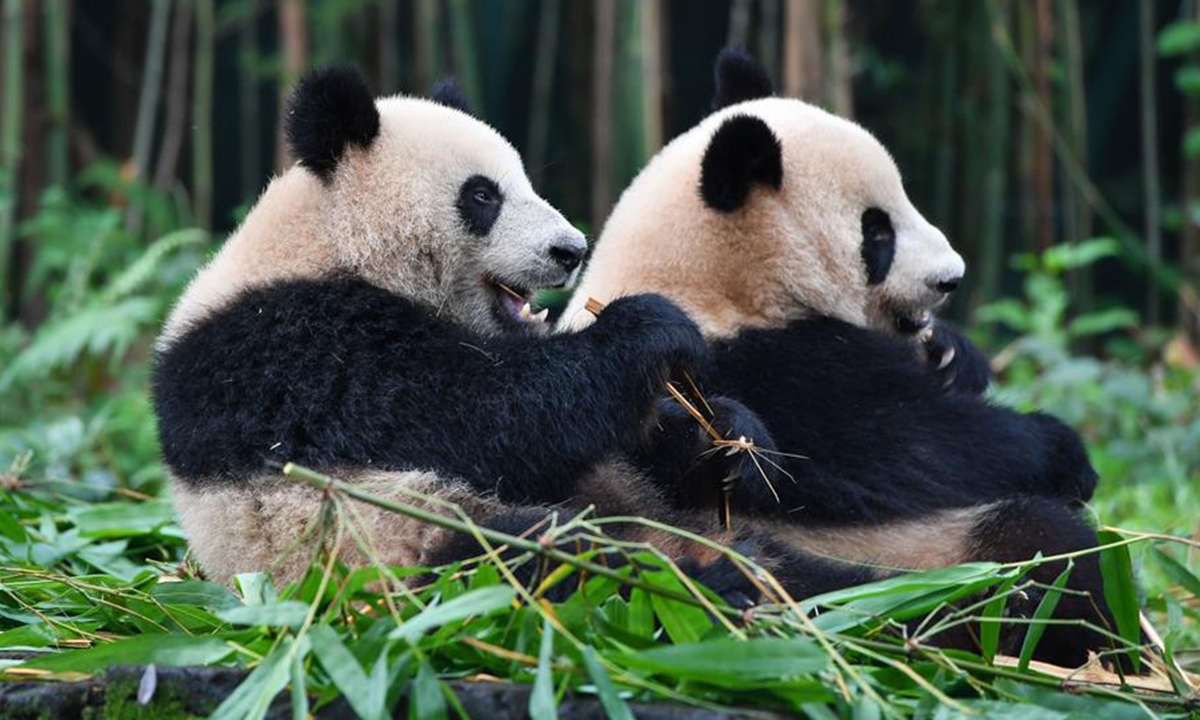 Giant pandas at Chimelong Safari Park in Guangzhou - Global Times