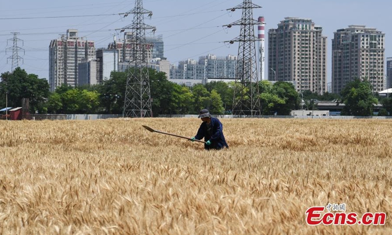 In pics: Harvest time at 'most luxurious farmland' in downtown Beijing ...