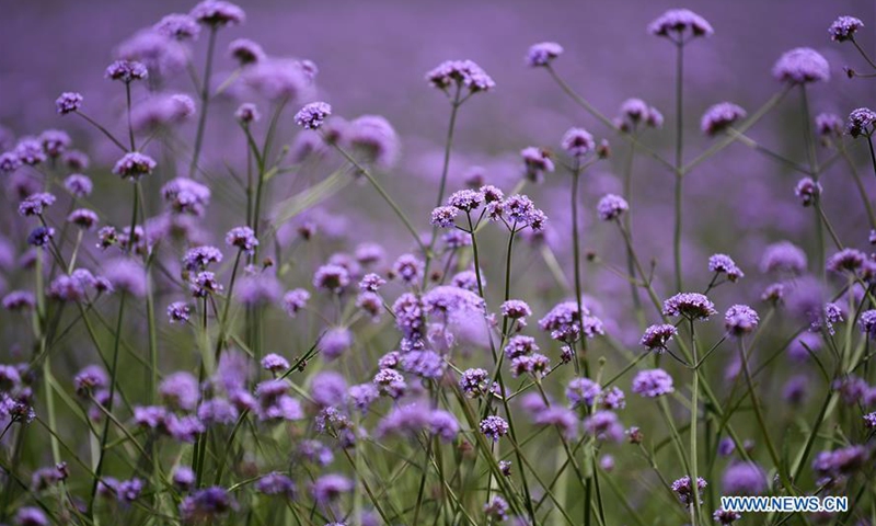 NW China's Yinchuan turns desertification lands into ecological garden ...