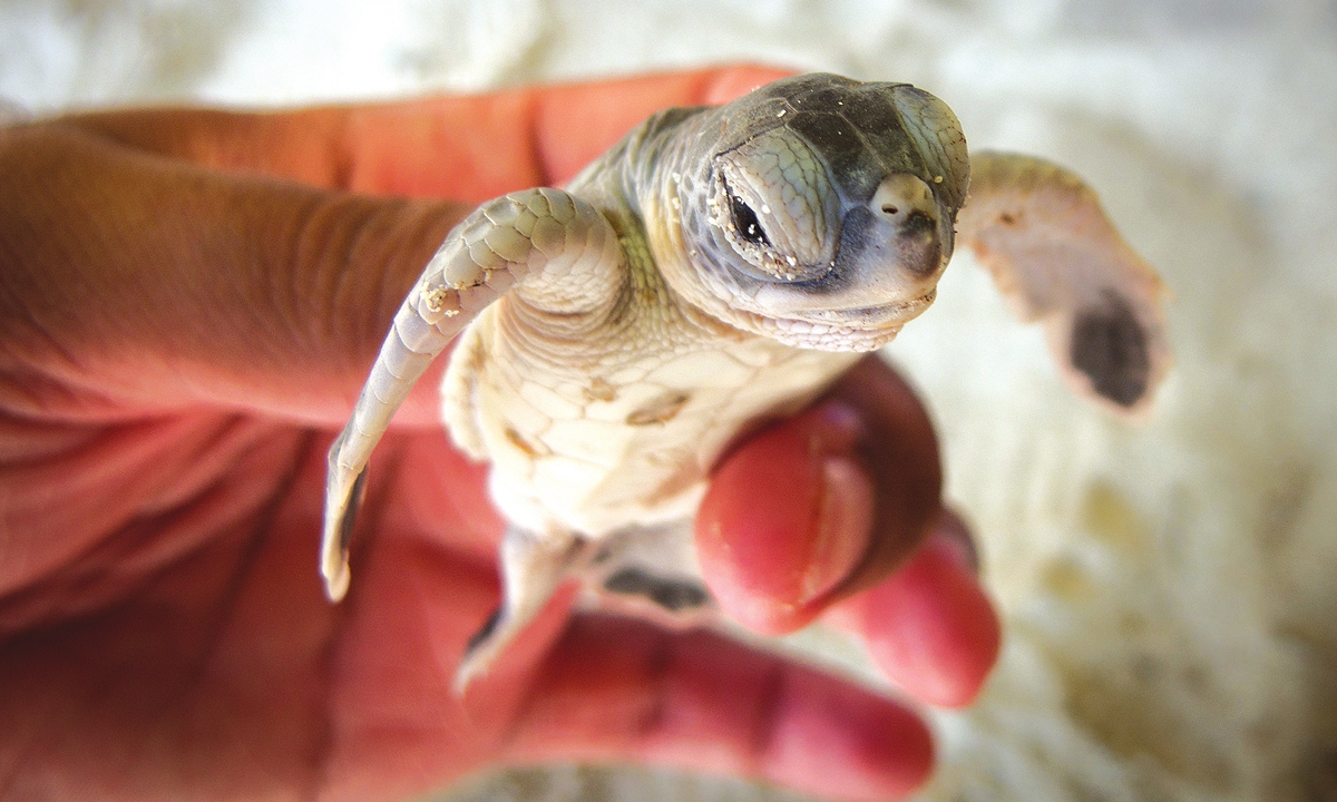 From egg hunter to protector, Malaysian battles to save turtles ...