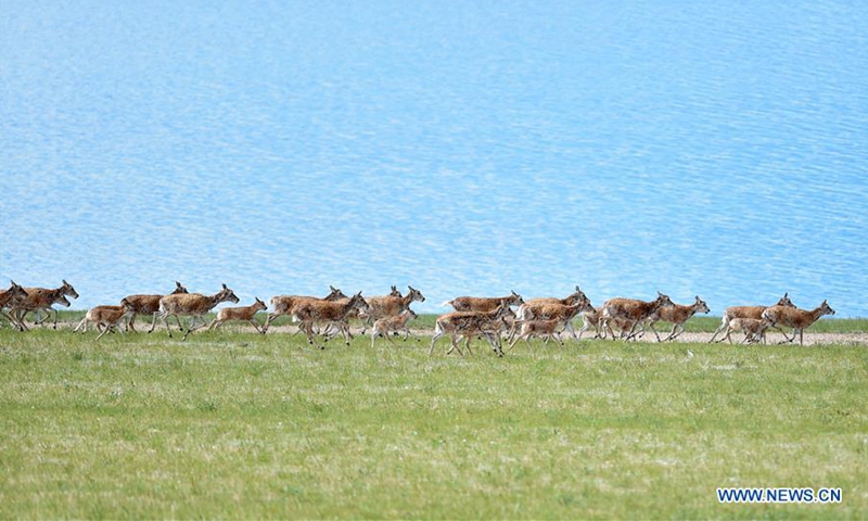 Tibetan antelopes at Qiangtang National Nature Reserve - Global Times