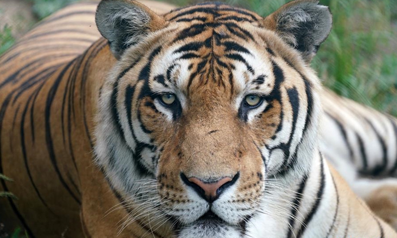 Int'l Tiger Day celebrated at Hengdaohezi Siberian Tiger Park - Global ...