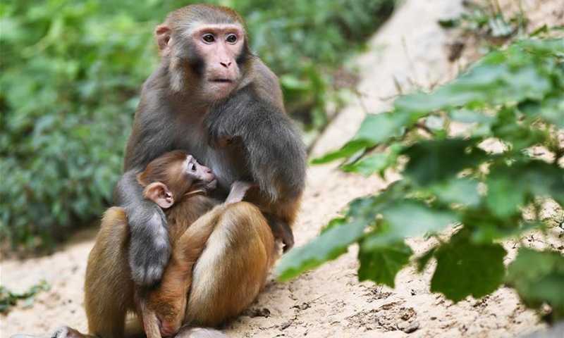 More wild macaques spotted along Wentang River as ecological ...