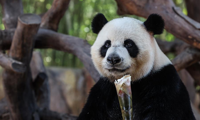 In pics: giant pandas at Chimelong Safari Park in Guangzhou - Global Times