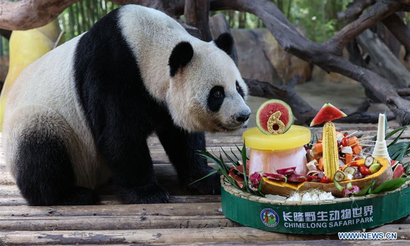 In pics: giant pandas at Chimelong Safari Park in Guangzhou - Global Times