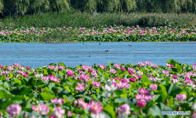 View of national wetland park in Jilin - Global Times