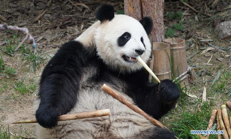 In pics: giant pandas at panda house in Xining, Qinghai - Global Times