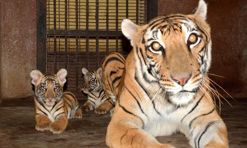 Zoo welcomes birth of lion, tiger cubs in Guwahati, India - Global Times