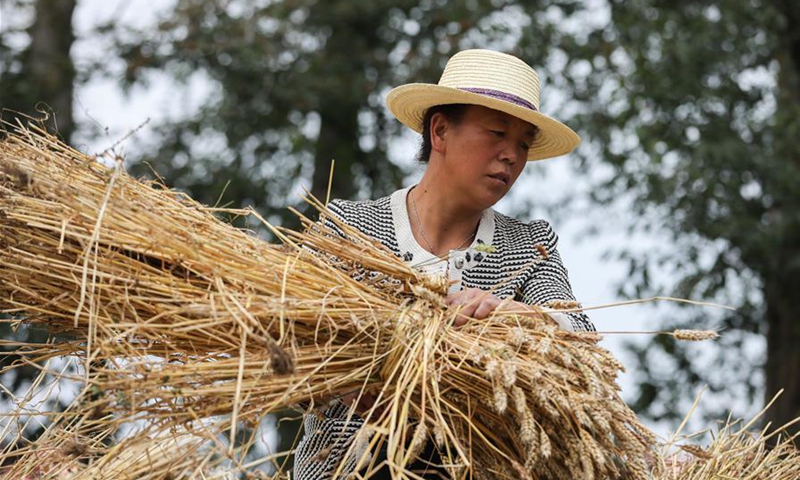 Villagers thresh wheat in Gansu - Global Times