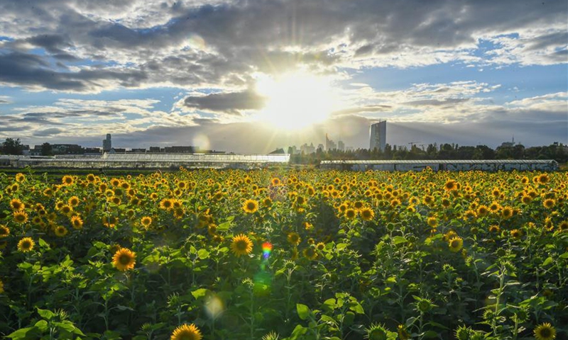 flowers world frankfurt