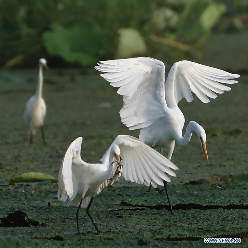 Egrets seen on wetland in Maba Township in Jiangsu - Global Times