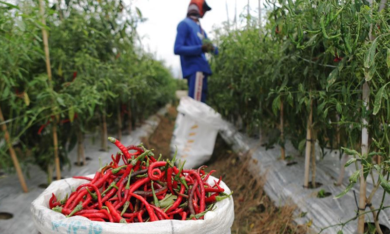 Famers harvest red chilli at farm in Palu, Indonesia - Global Times