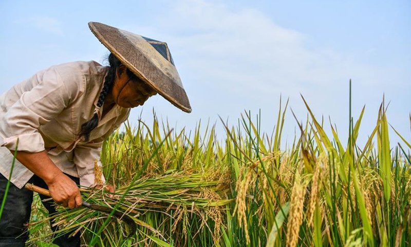 Farmer harvest rice in China's Guizhou - Global Times