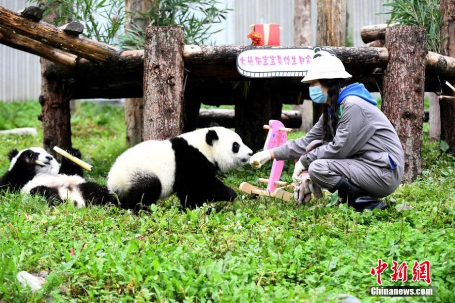 Panda cubs celebrate first birthday in Sichuan - Global Times