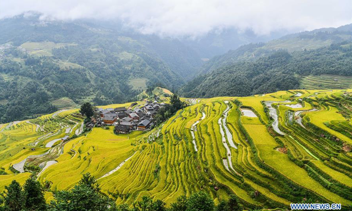 Farmers harvest rice amid terraced paddies in Guizhou, SW China ...