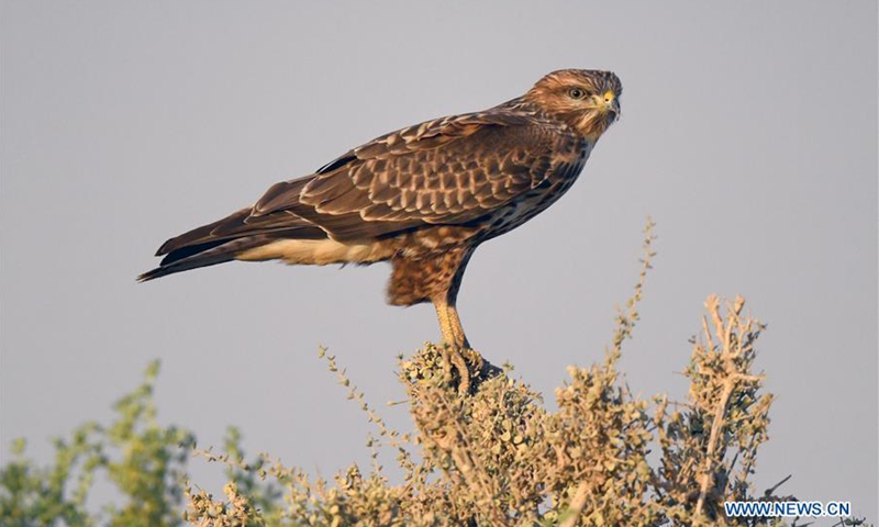 Eagles seen in Jahra Governorate, Kuwait - Global Times