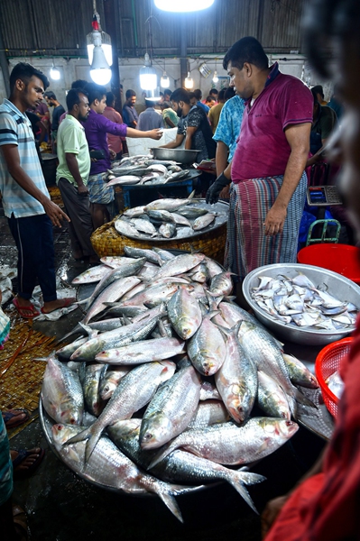 Bangladeshi fishermen see good harvest of hilsa fish during peak ...