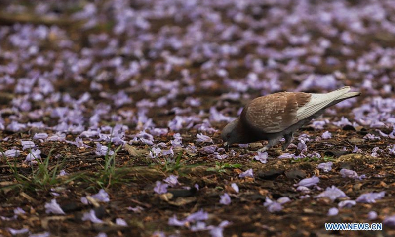 A dove stands over flower petals at Ibirapuera Park during the first day of spring in Sao Paulo, Brazil on Sept. 22, 2020. (Photo by Rahel Patrasso/Xinhua)