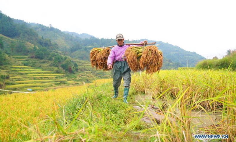 China embraces harvest season - Global Times