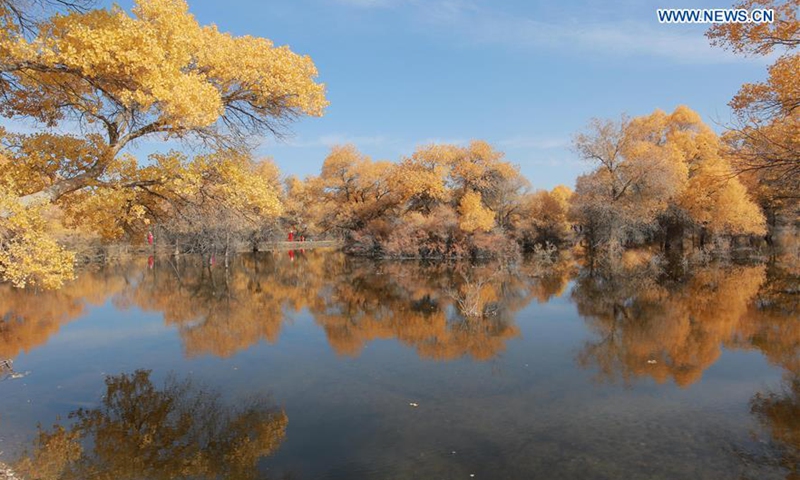 Tourists visit populus euphratica forest in NW China's Gansu - Global Times