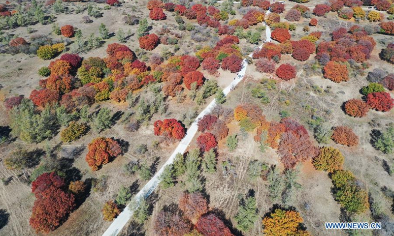 View of maple trees at forest park in Inner Mongolia - Global Times