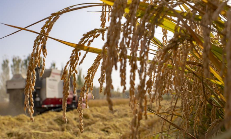 Xinjiang Procuratorate helps quarantined farmer to harvest crops ...