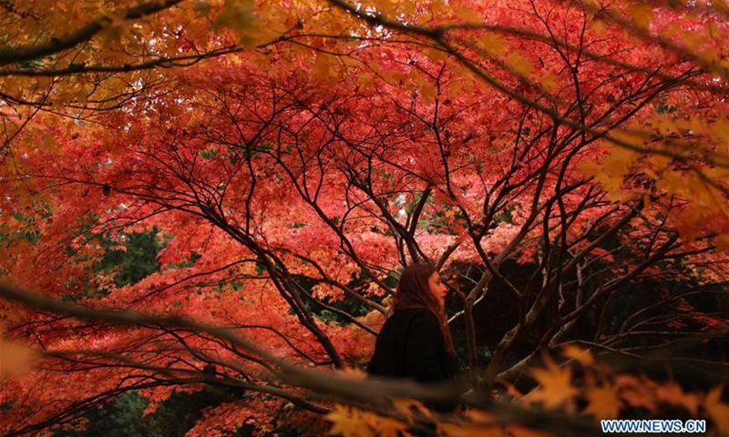 People enjoy autumn colours at Westonbirt in Britain - Global Times
