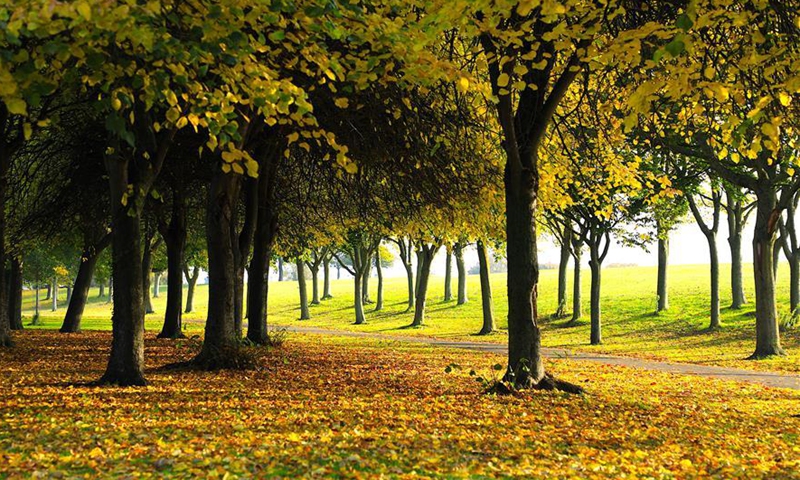 Autumn scenery in Dublin, Ireland - Global Times