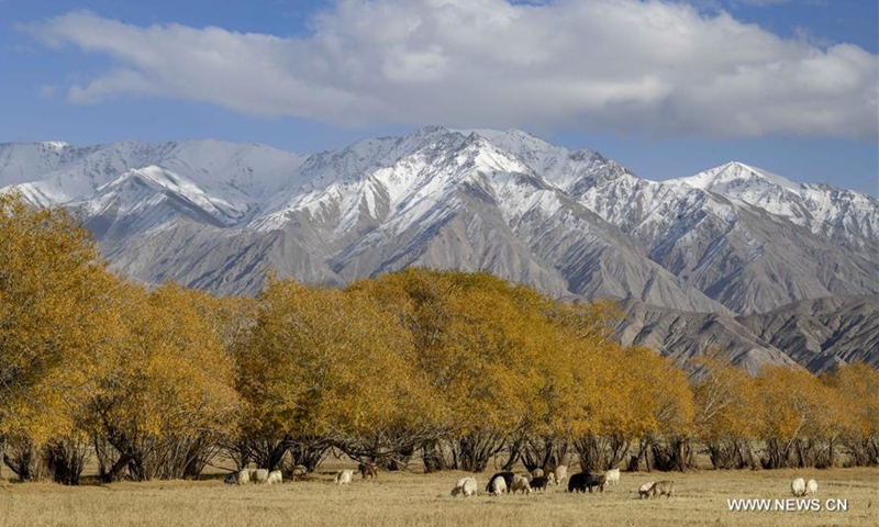 Enjoy autumn scenery in Taxkorgan Tajik Autonomous County, Xinjiang