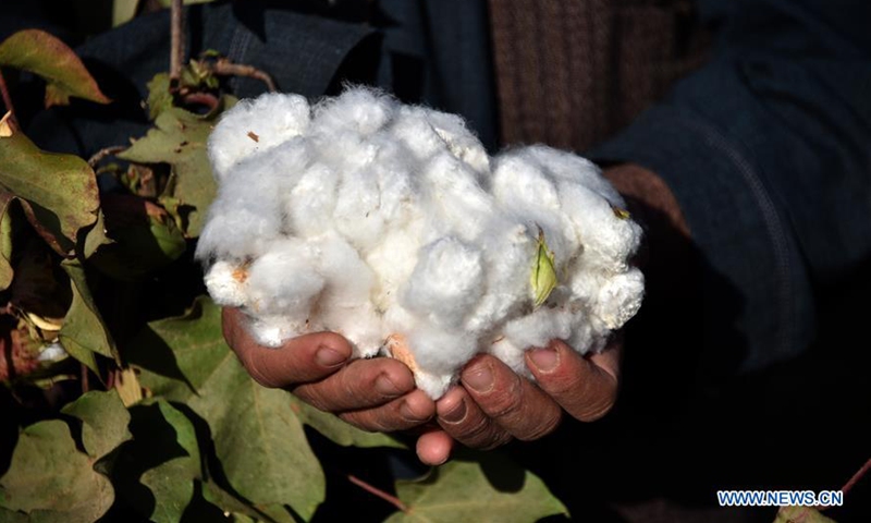 People harvest cotton in Kandahar, south Afghanistan - Global Times