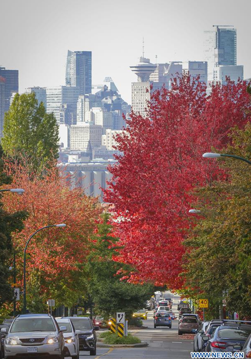 Colourful autumn foliage seen in Vancouver - Global Times