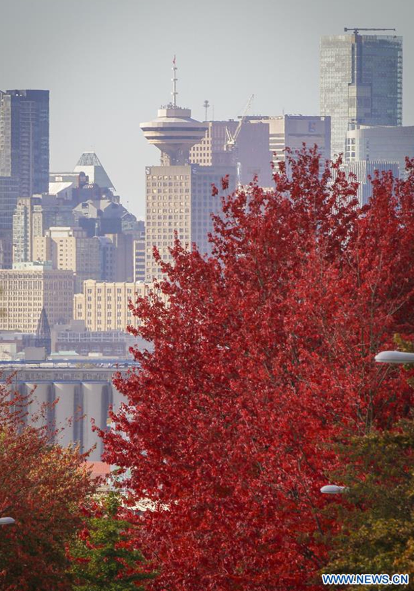 Colourful autumn foliage seen in Vancouver - Global Times