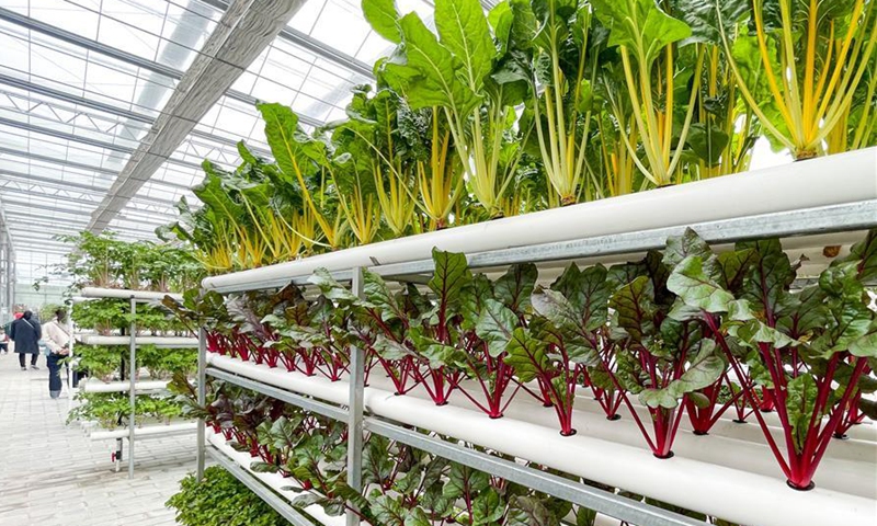 Photo taken on Oct. 27, 2020 shows a hydroponic farm at a modern agricultural park in Tongshan District, Xuzhou, east China's Jiangsu Province. Authorities in Tongshan District have taken steps to optimize the local agricultural sector by combining modern agriculture with urban tourism. Altogether, the district's 300-plus agritourism parks have received some four million visitors in 2019. (Xinhua/Li Bo)