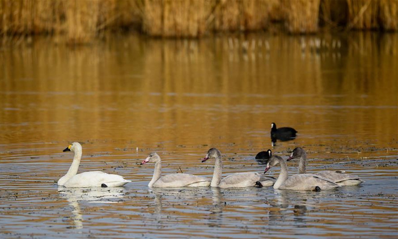 In pics: swans at Ulan Suhai Lake in Inner Mongolia - Global Times