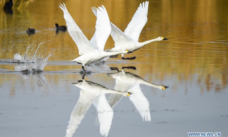 In pics: swans at Ulan Suhai Lake in Inner Mongolia - Global Times