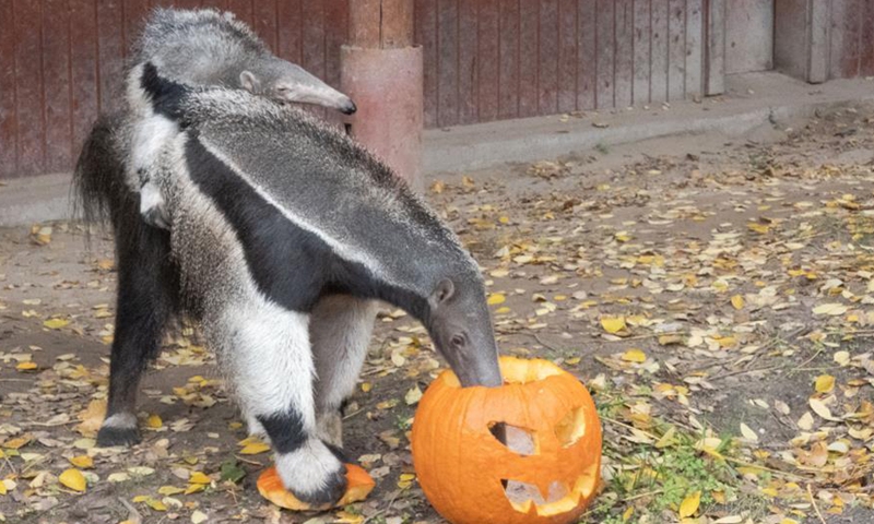 Animals Eat Halloween Pumpkins In Zoo Budapest And Botanical Garden Global Times