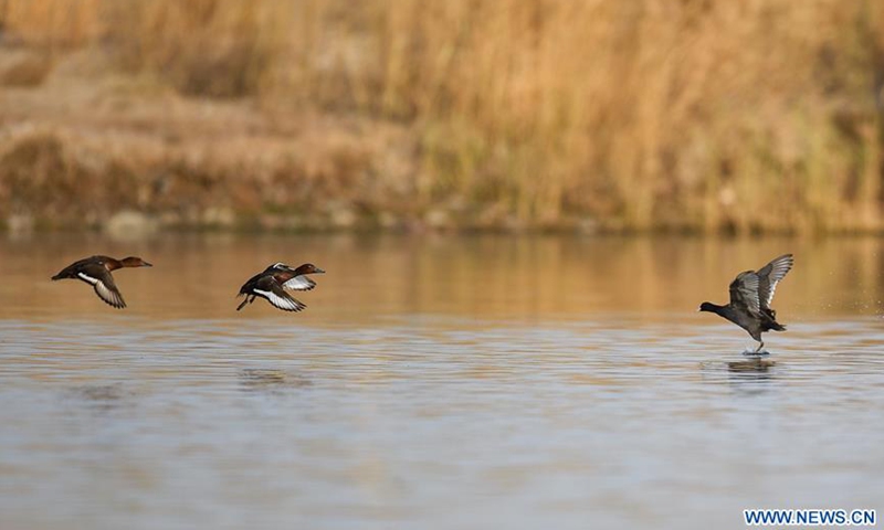 Migrant birds fly over Ulan Suhai Lake in Inner Mongolia - Global Times