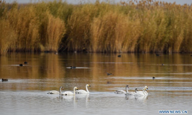 Migrant birds fly over Ulan Suhai Lake in Inner Mongolia - Global Times