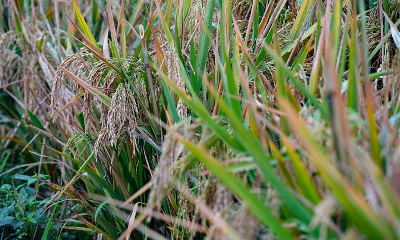 Photo taken on Nov. 2, 2020 shows the third-generation hybrid rice at an experimental demonstration field in Hengnan County, central China's Hunan Province. The third-generation hybrid rice developed by Yuan Longping, the father of hybrid rice, and his team achieved a yield of 911.7 kg per mu (about 667 square meters) in an experiment in central China's Hunan Province. (Xinhua/Chen Zeguo)