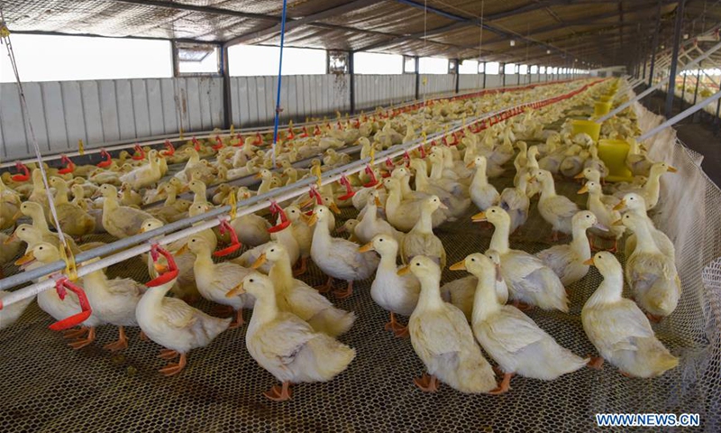 Duck breeding industry helps increase income in Lop County, Xinjiang ...