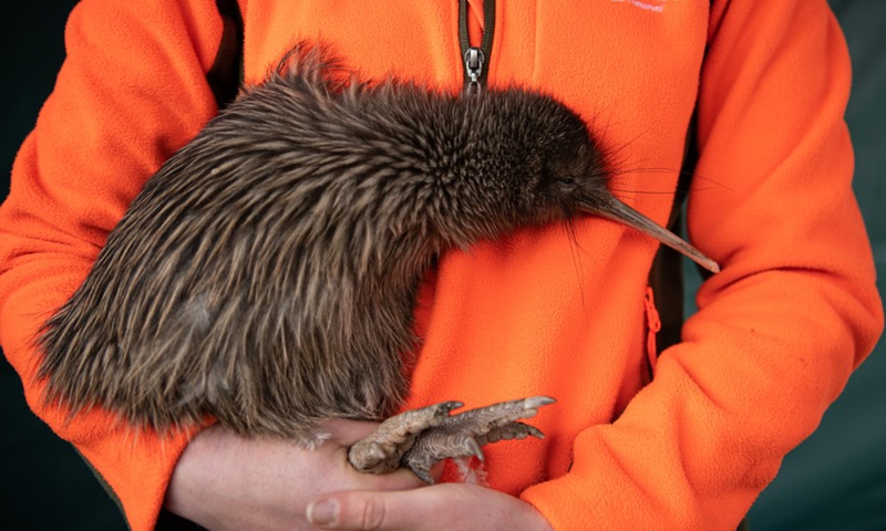 10 KIWI BIRD FACTS YOU DON’T KNOW.