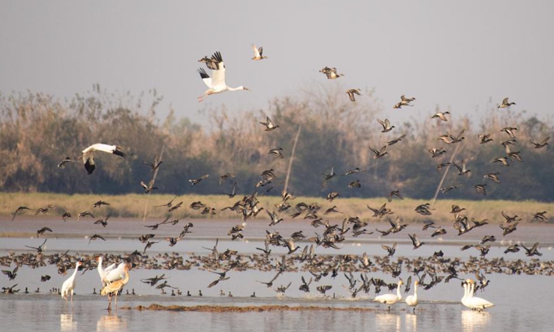 In pics: migrant birds at West Dongting Lake in Changde, Hunan - Global ...