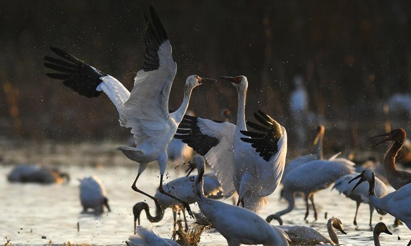 Migratory birds arrive in wetland by Poyang Lake - Global Times