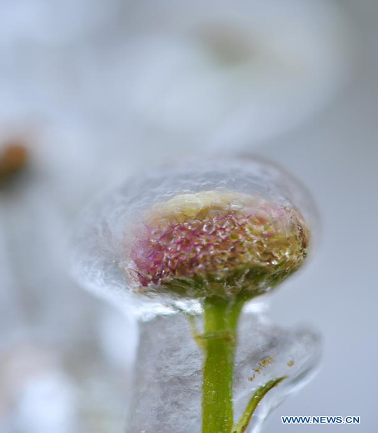 In pics: plants covered with ice - Global Times