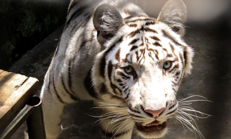 Uganda unveils pair of tigers at animal sanctuary in central region ...