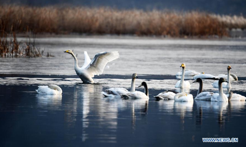 In pics: swans at Huairou Reservoir in Beijing - Global Times