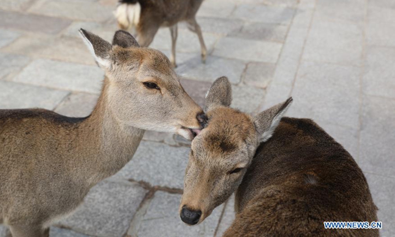 Pics Of Nara's Deer - Global Times