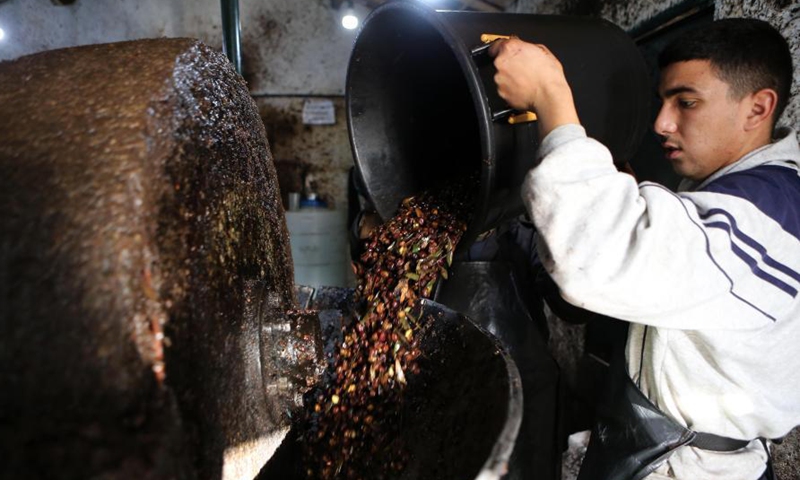 Olive oil workshop in northeastern Algeria - Global Times