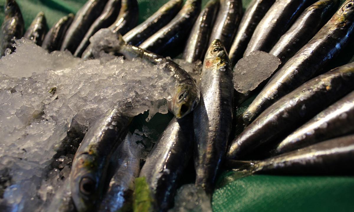 Cold chain/frozen fish Photo: pixabay